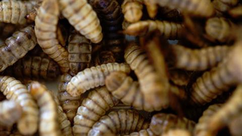 SOLIDWORKS helping the environment: Entocycle